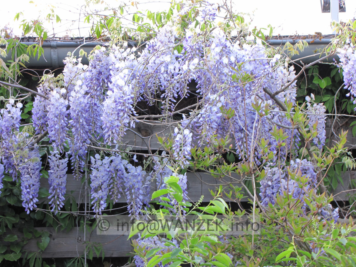 Wisteria floribunda Macrobotrys 05.JPG